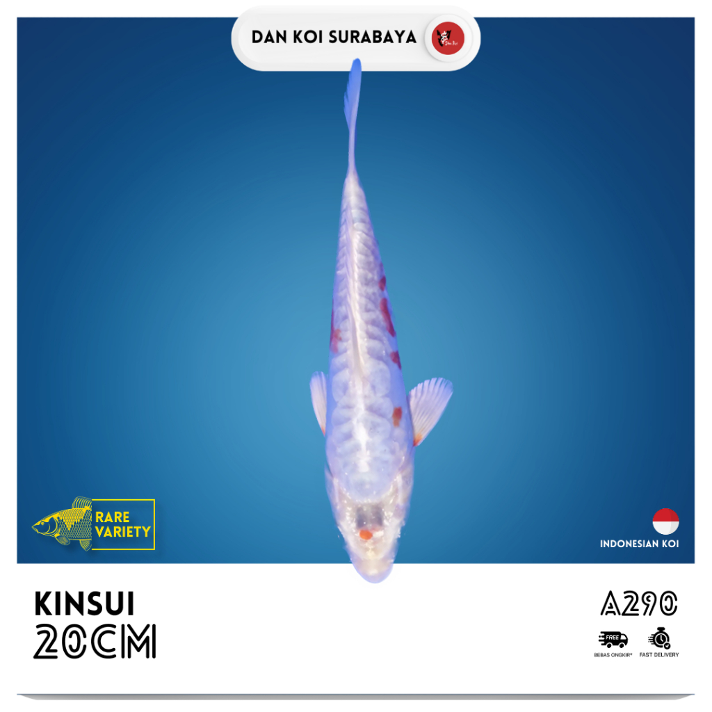[Rare] Ikan Koi Kinsui (Metallic Shusui) Kode A290