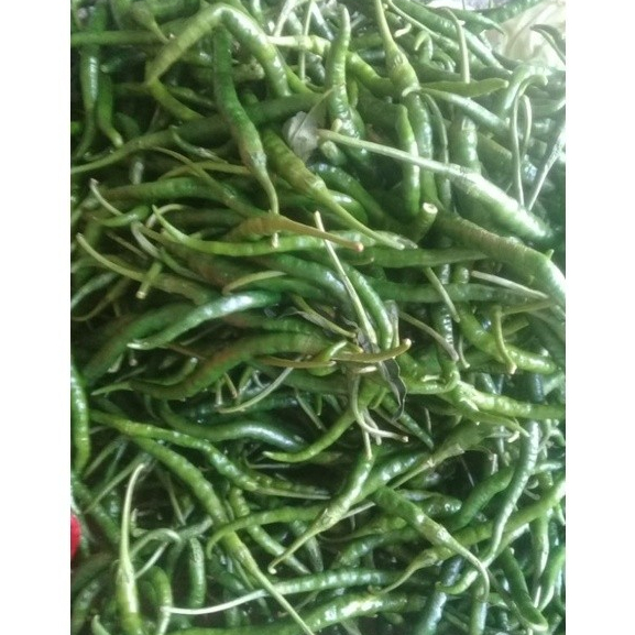 

CABE HIJAU UKURAN 100 gr.