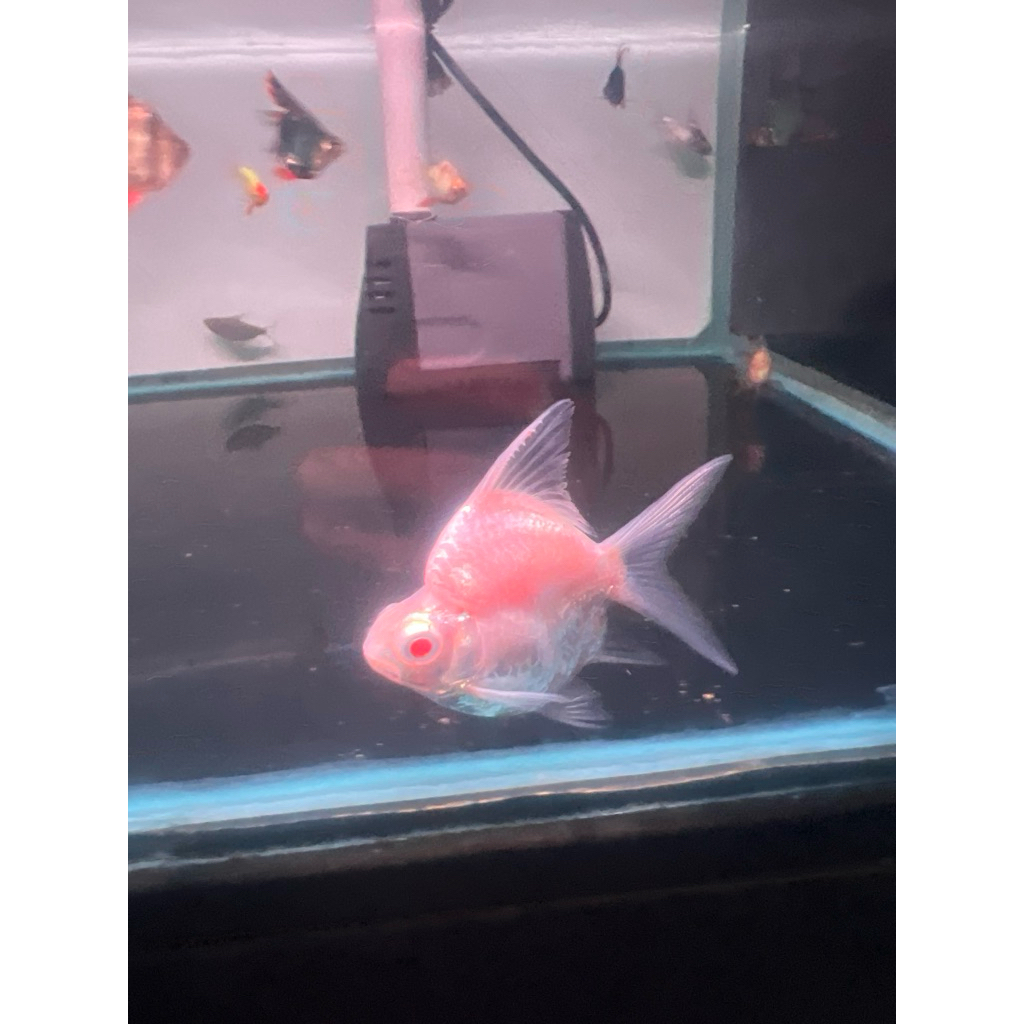 kaviat platinum short body king