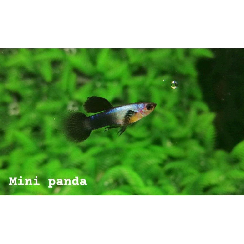 Hiasan aquarium guppy mini panda