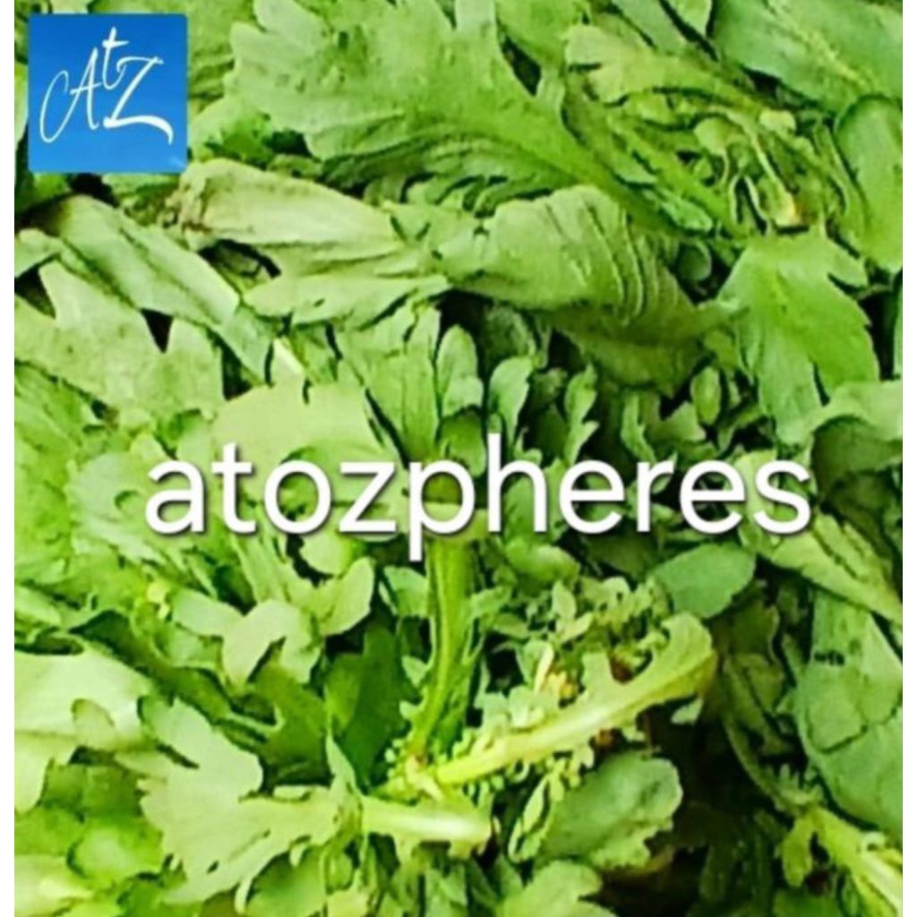 

Sayur daun hijau Tang Oh O Tung Ho Tong Hao Sigorta Garland Chrysanthemum segar pilihan fresh