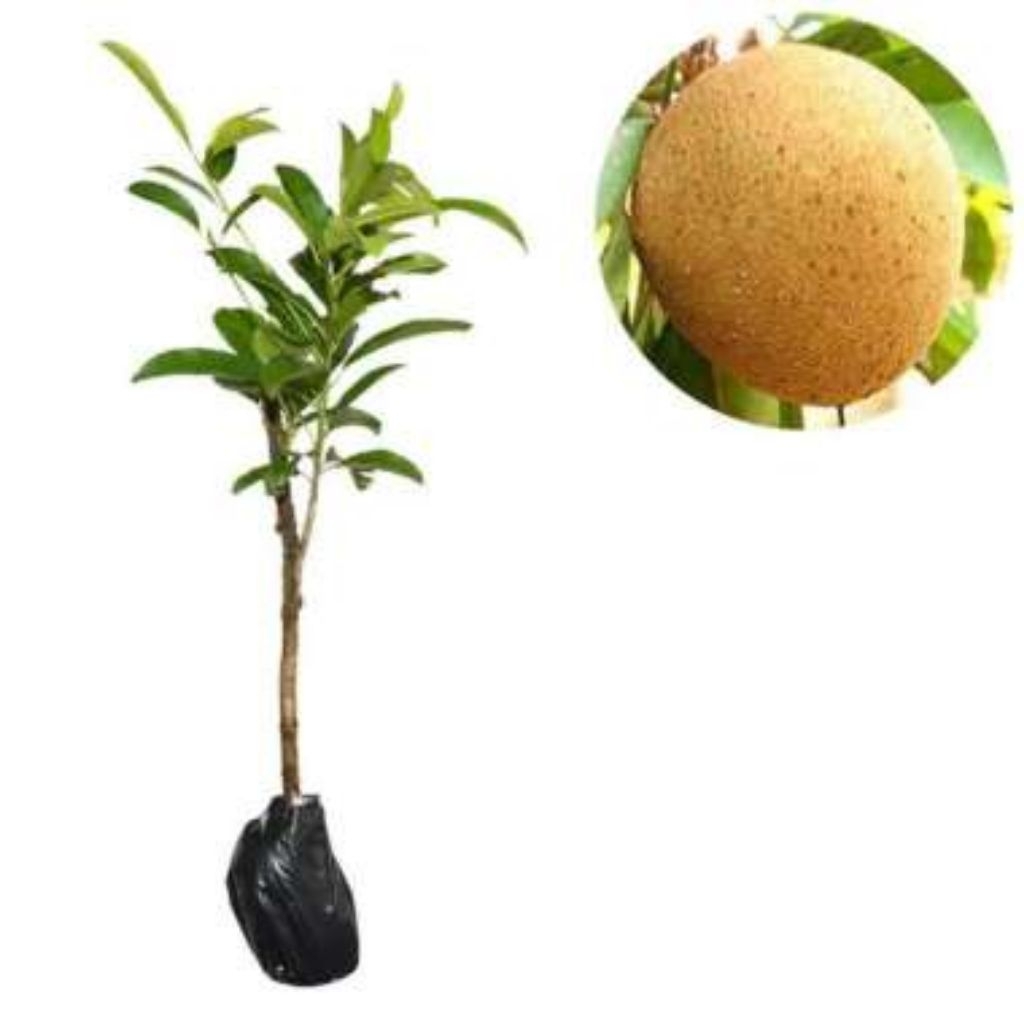 Bibit Tanaman Buah Sawo Mentega / Sawo Belanda
