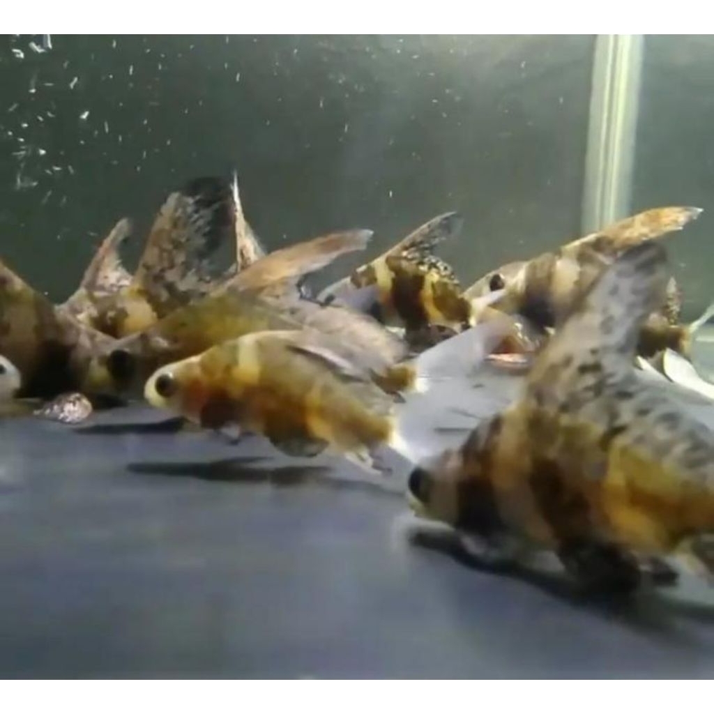 Chinese High Fin Barb