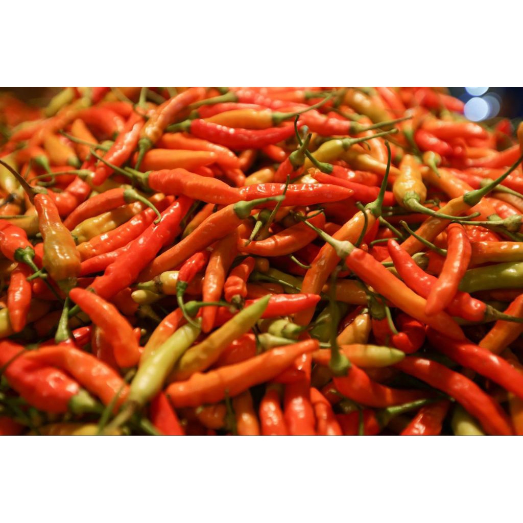 

cabe rawit setan kualitas premium1kg