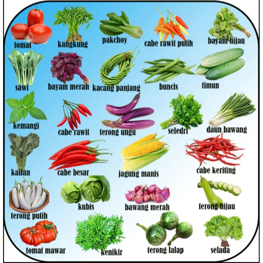 bibit sayur kangkung/benih kangkung/benih sayuran murah