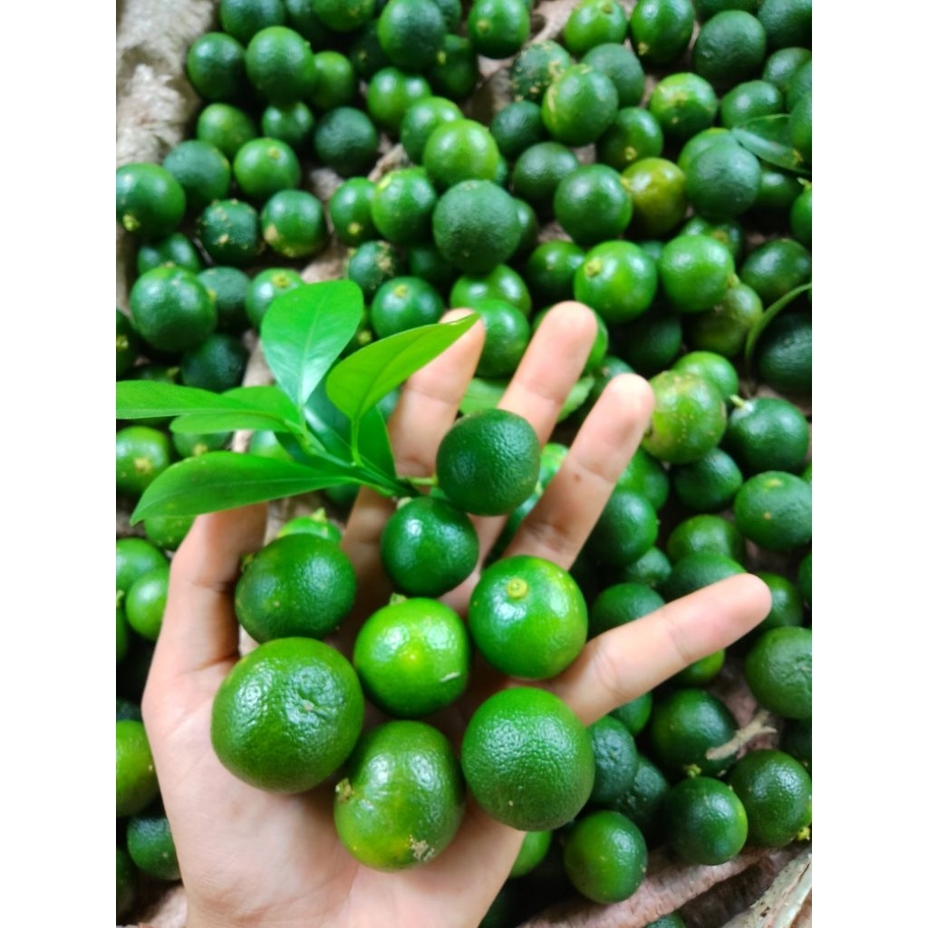 

jeruk songkit 1 kg asli dari kebun