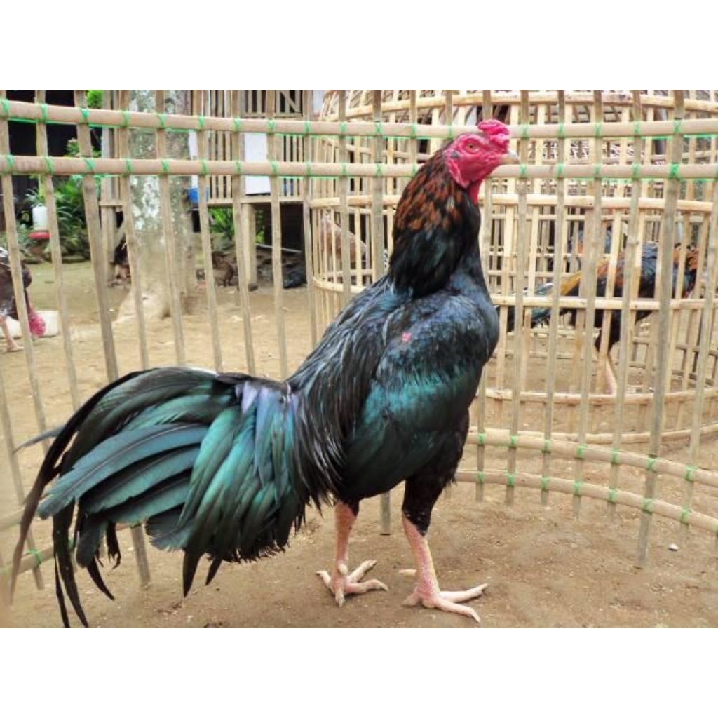 

Telur Tetas Ayam Bangkok Thailand Ori Fertil siap untuk ditetaskan