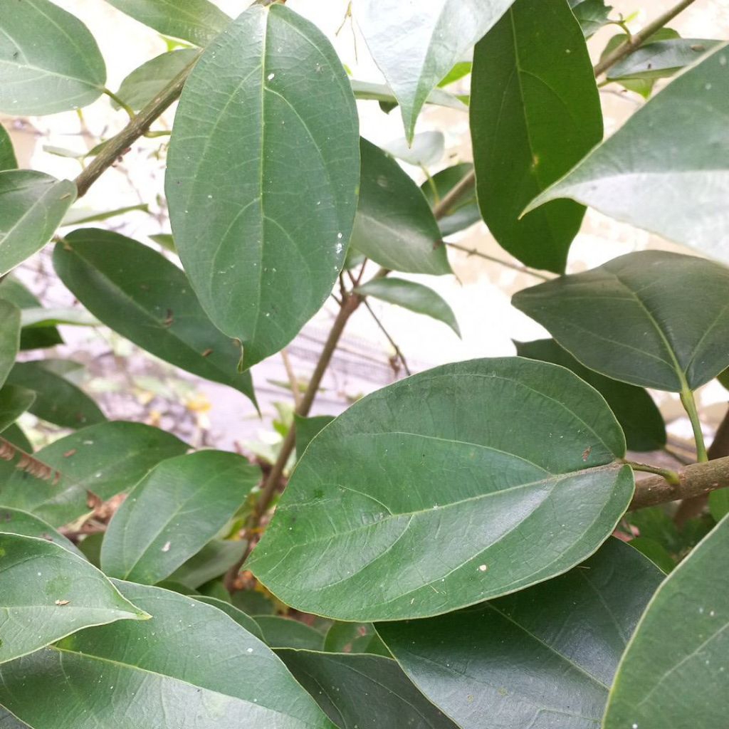 

daun cincau hijau 1kg