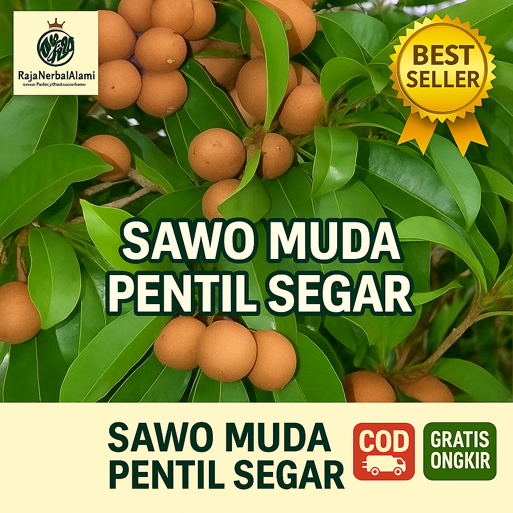 

Buah Sawo Muda - Pentil Segar Obat Vertigo Murah Di Petik Dadakan