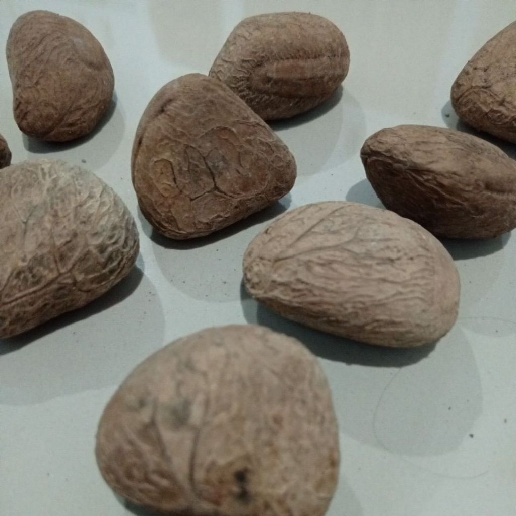 

kluwek/kluwak /Pucung/kepayang bumbu rawon