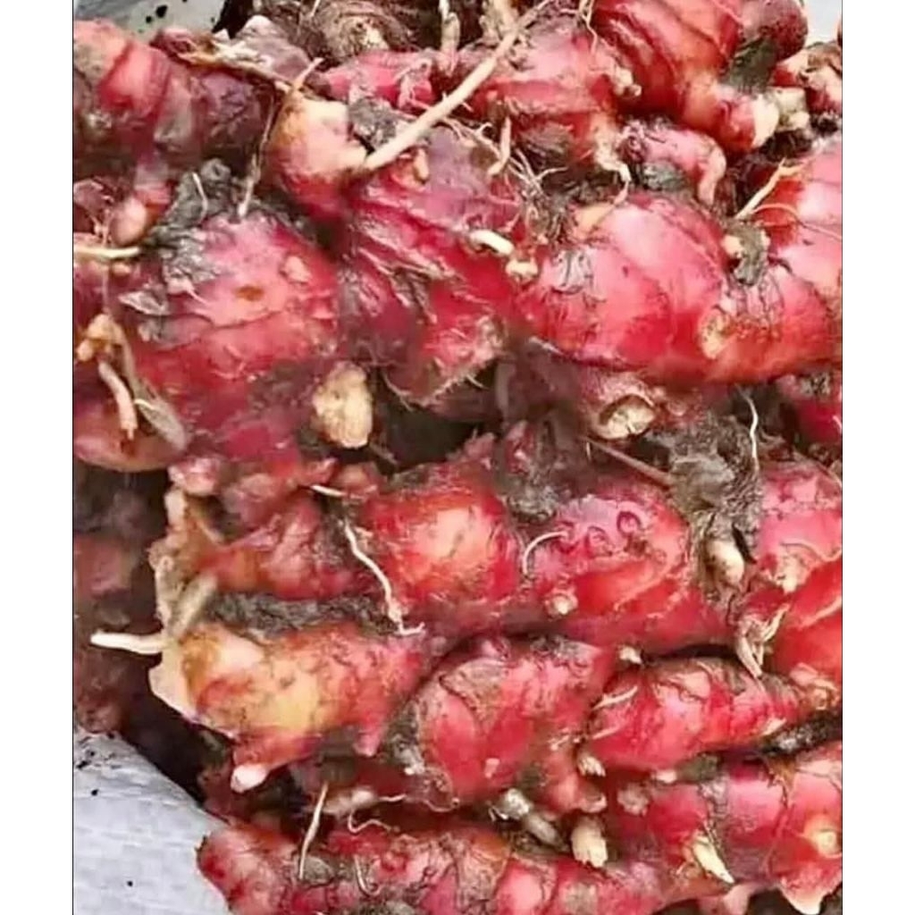 

jahe merah