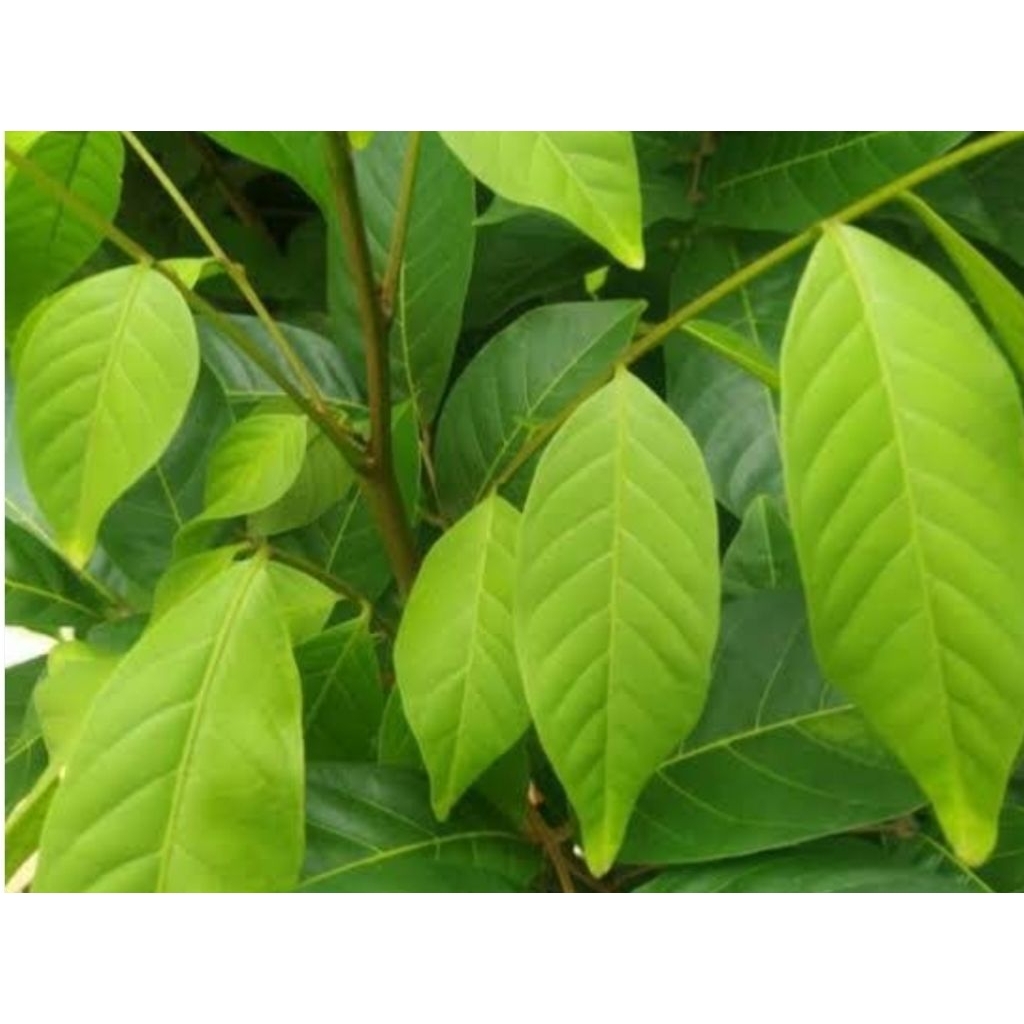 

daun rambutan segar 200 helai