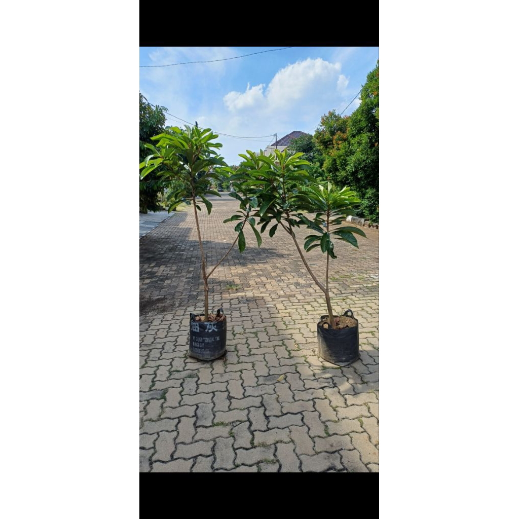 

mamey sapote lorito/Havana sambung susu