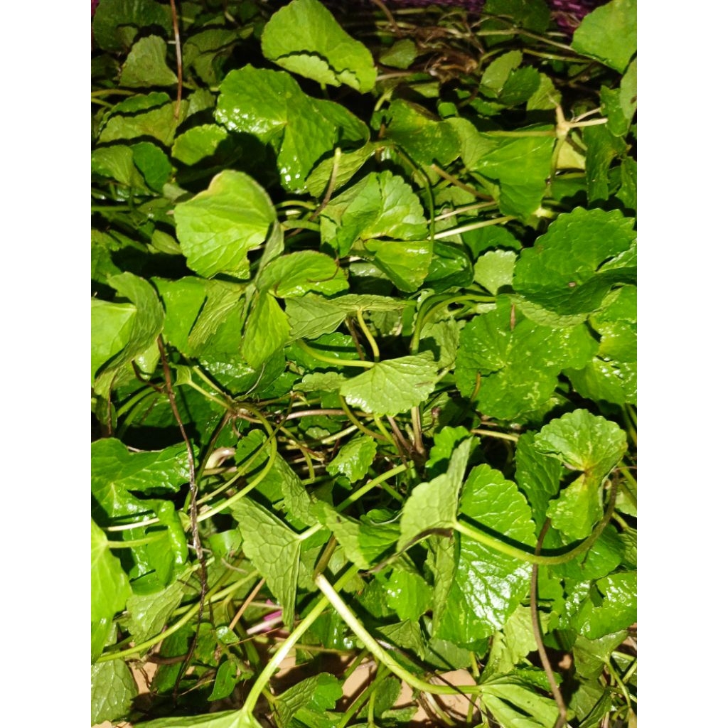 

Daun Pegagan /Daun antanan segar kemasan 250gram