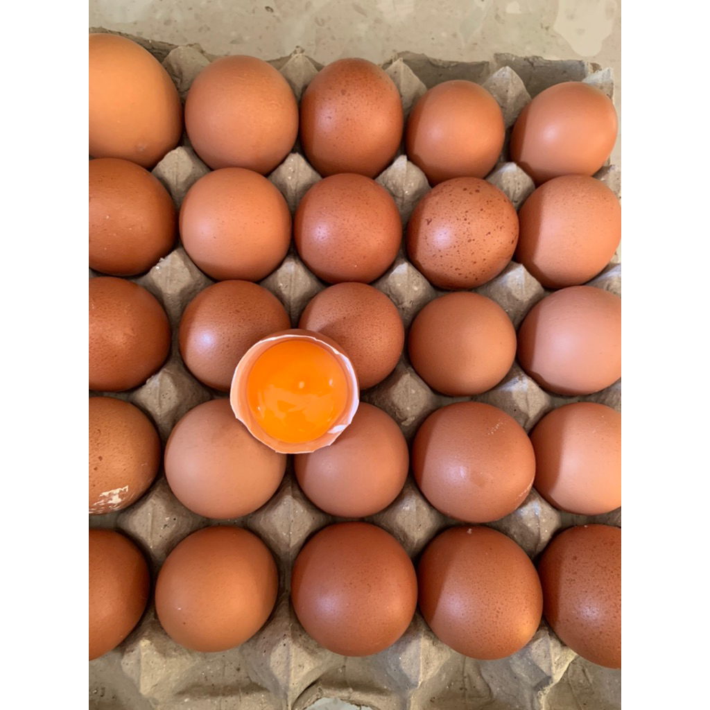 

Telor Ayam Negeri Omega 3