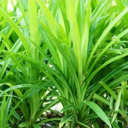 

Daun Pandan Kering 50gr