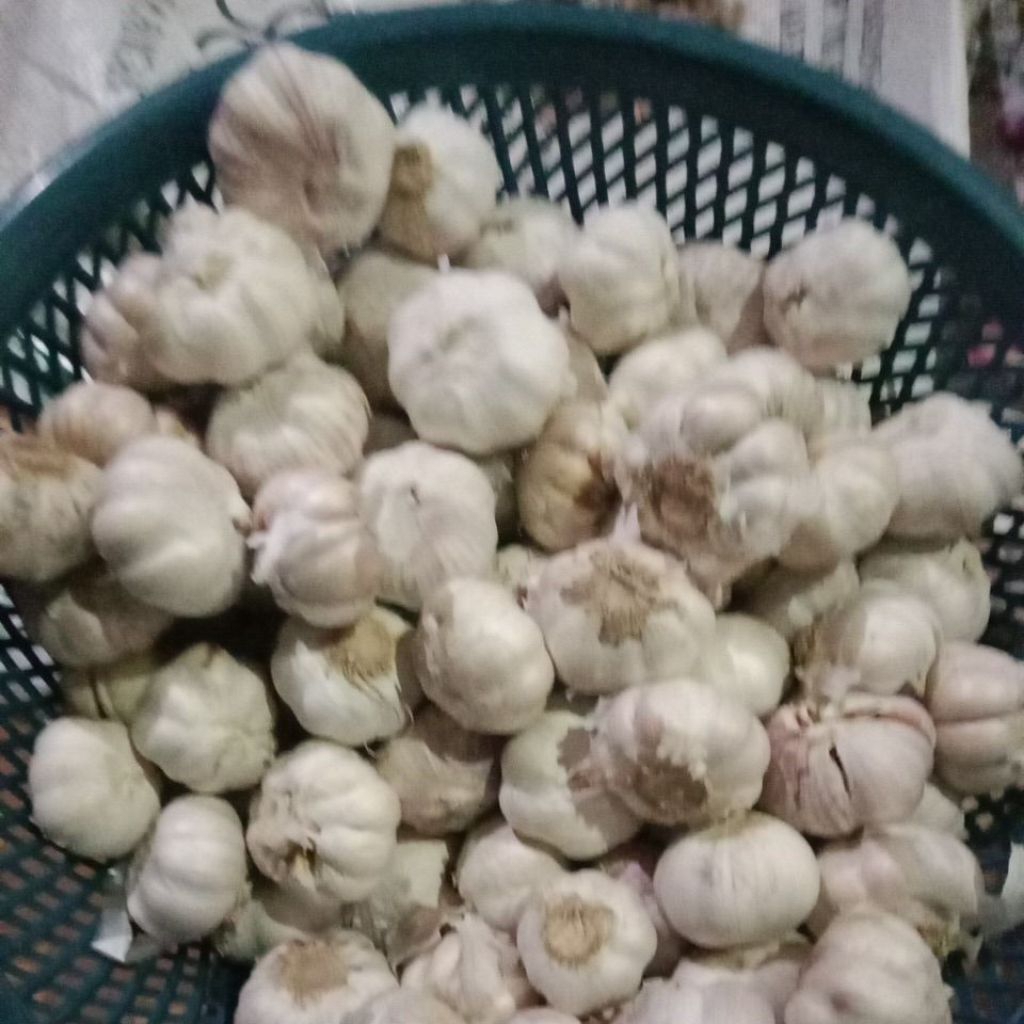 

bawang