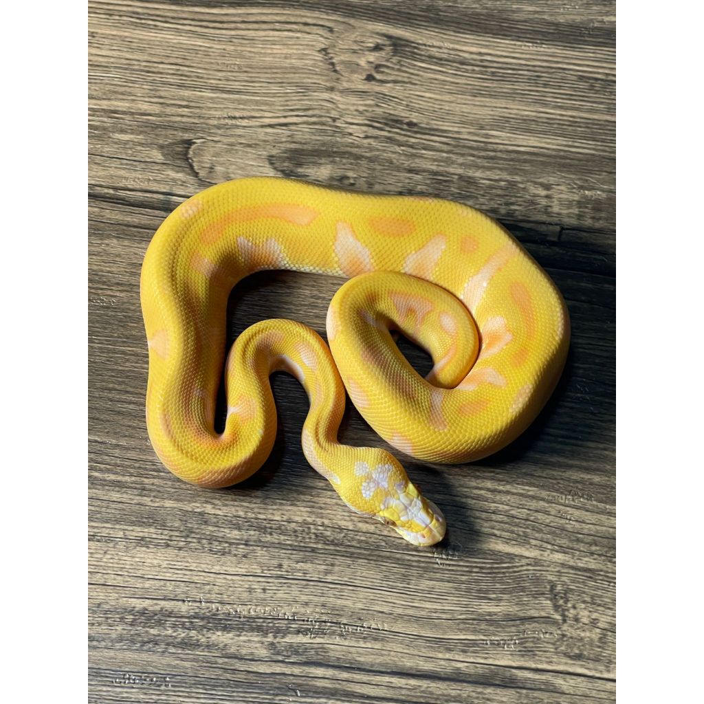 Ballpython Leopard Enchi Pastel Lavender Het Clown Male
