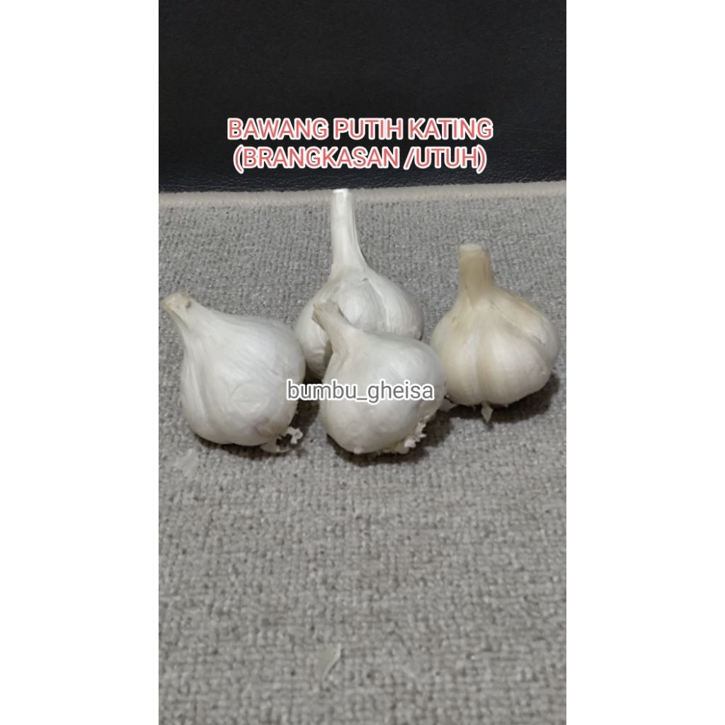 

bawang putih kating brangkasan