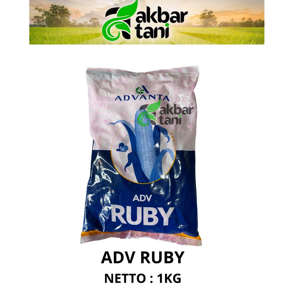 bibit jagung adv ruby 1kg benih jagung advanta ruby adv 777 5kg free kaos 1