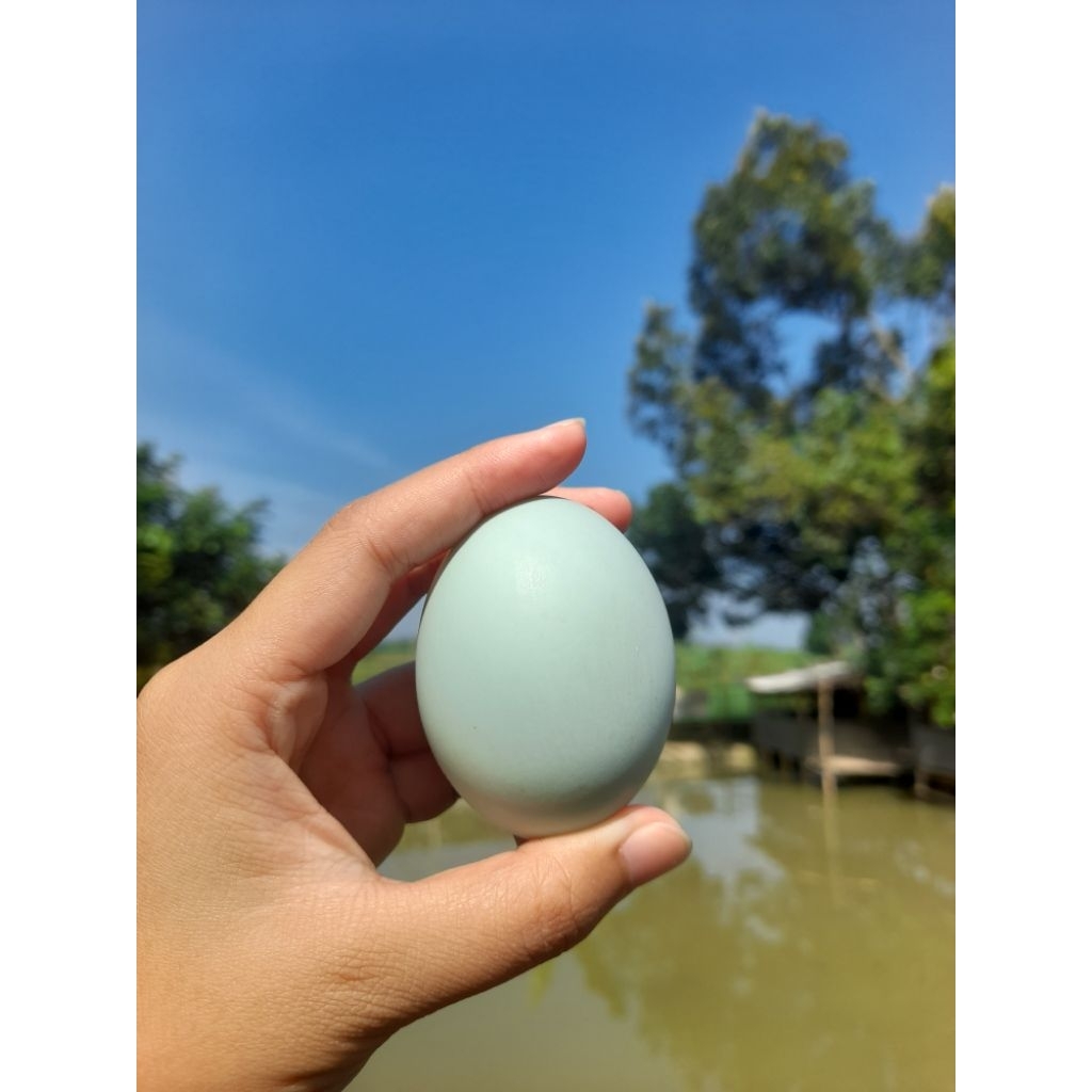 

Telur asin