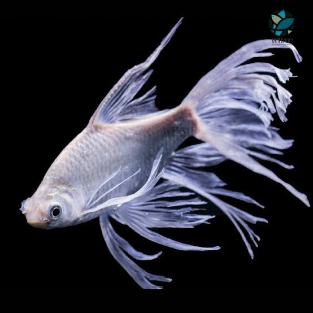 DEKORASI KAVIAT SLAYER GONDRONG