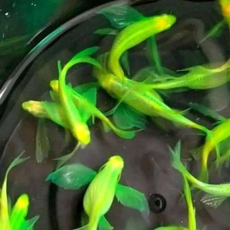 Hiasan Aquarium Danio Slayer / Green Danio Slayer / Ikan Danio