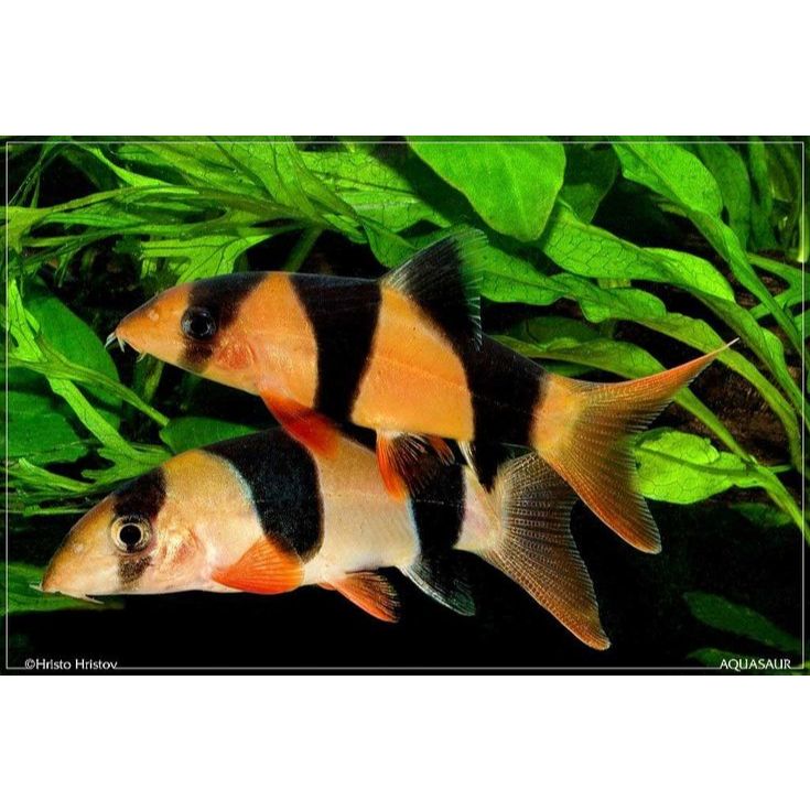 Hiasan Aquarium Botia 7-8cm / Clown Loach / Ikan Botia