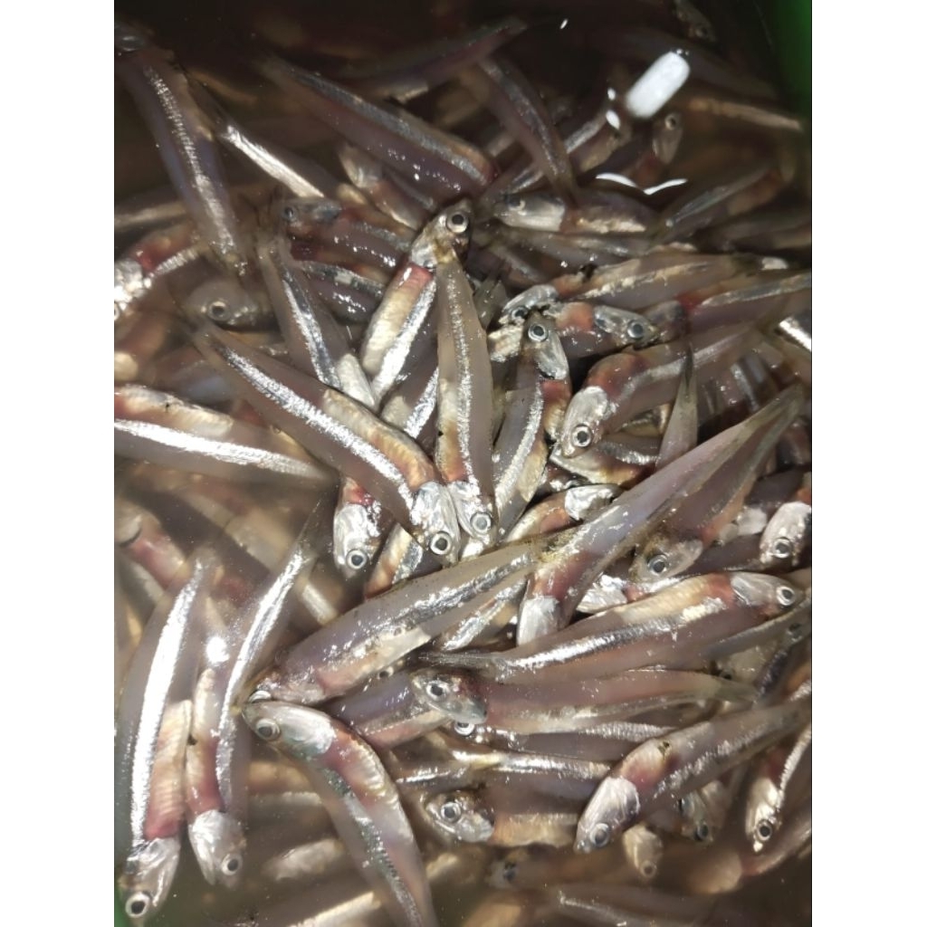

Kirim Instan!!! Ikan Teri Basah 250gr, 500gr