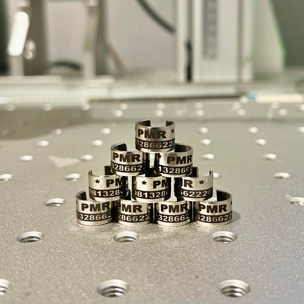 Ring merpati dewasa /baja potong