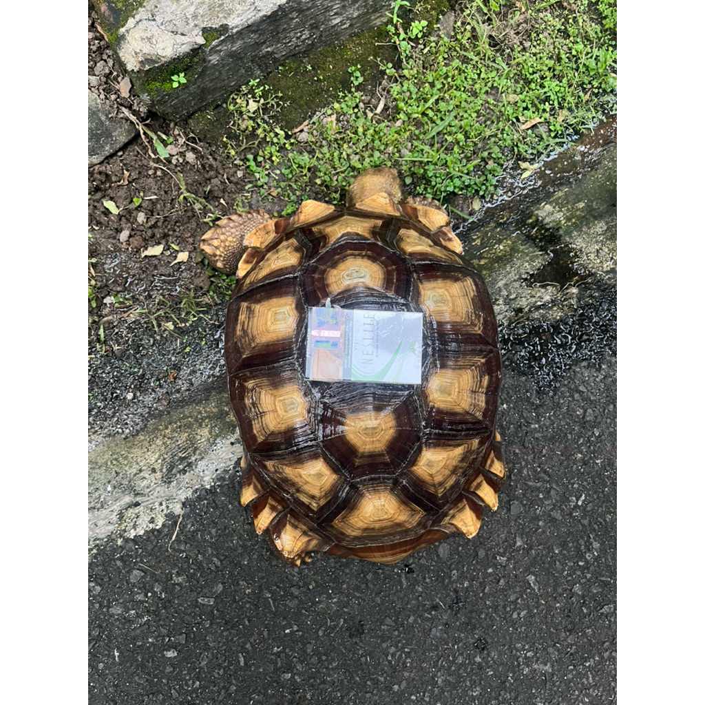 SULCATA BETINA MURAH