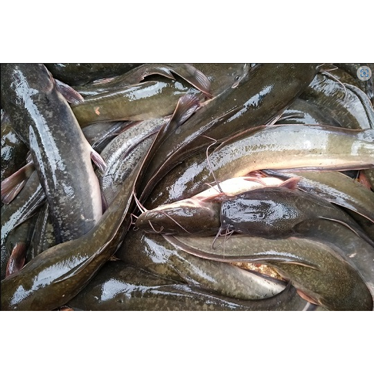 

Lele Konsumsi Hidup Fresh – Ukuran 7, 8, 9 Ekor/Kg