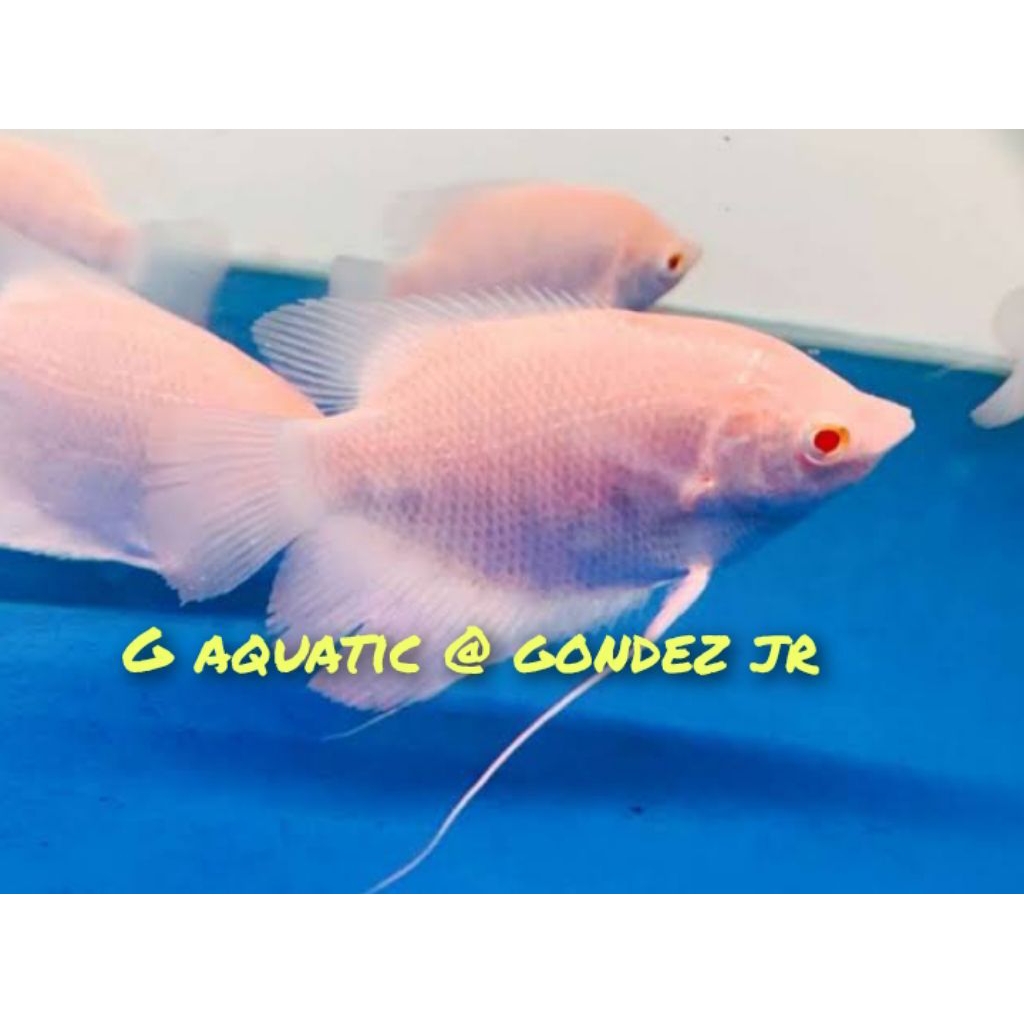 # ikan gurame albino mata merah size 12-13cm