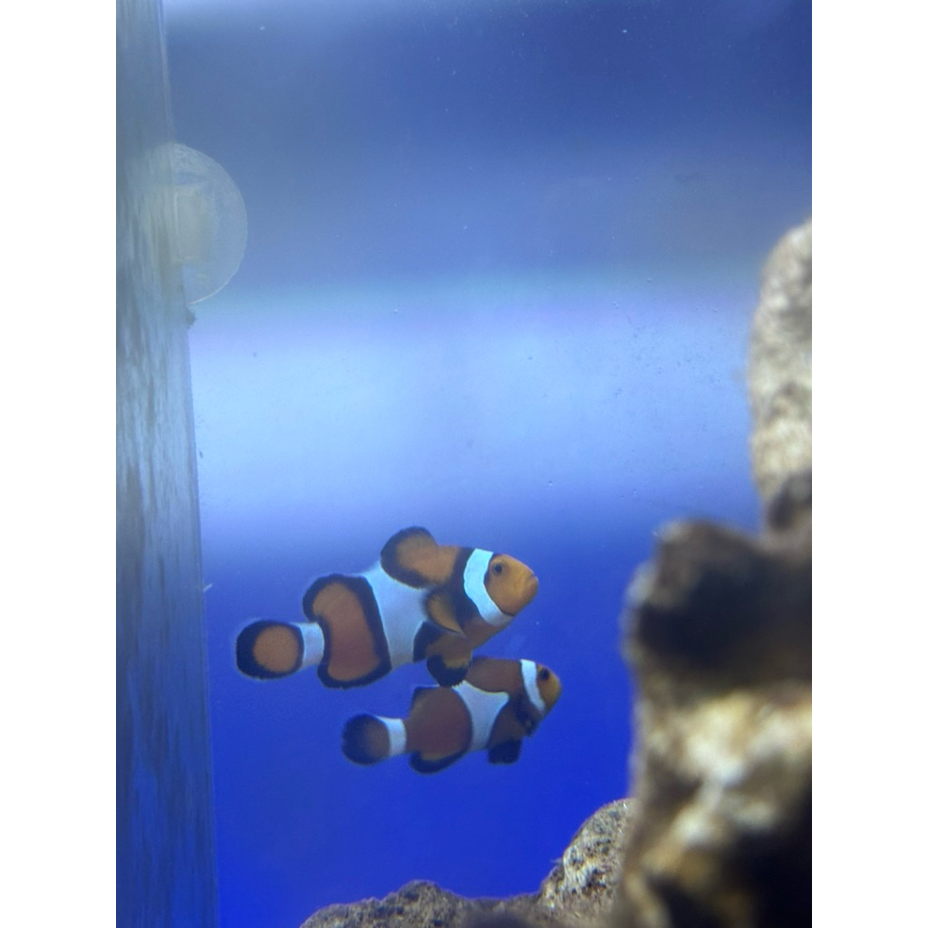 ikan nemo/clown fish temen nya dori dan tidak untuk air tawar