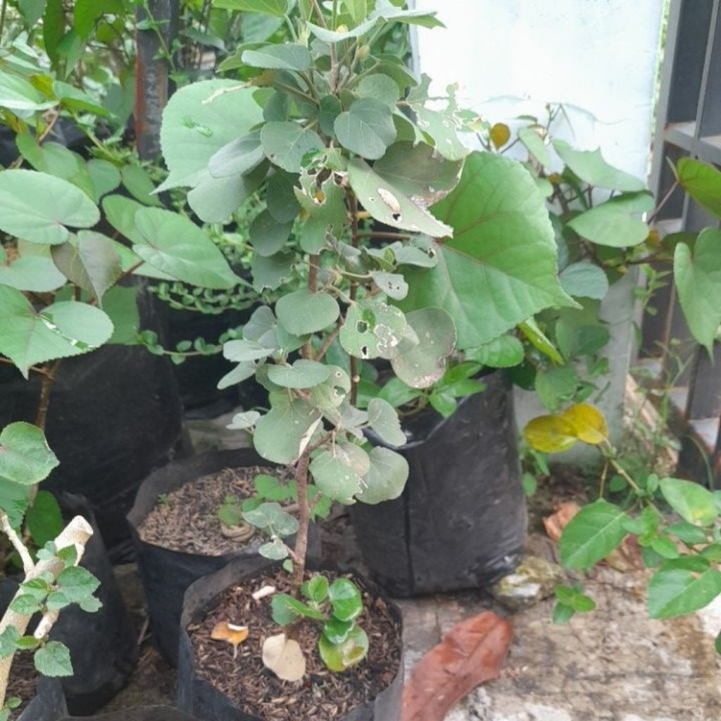 bibit bonsai waru jepang
