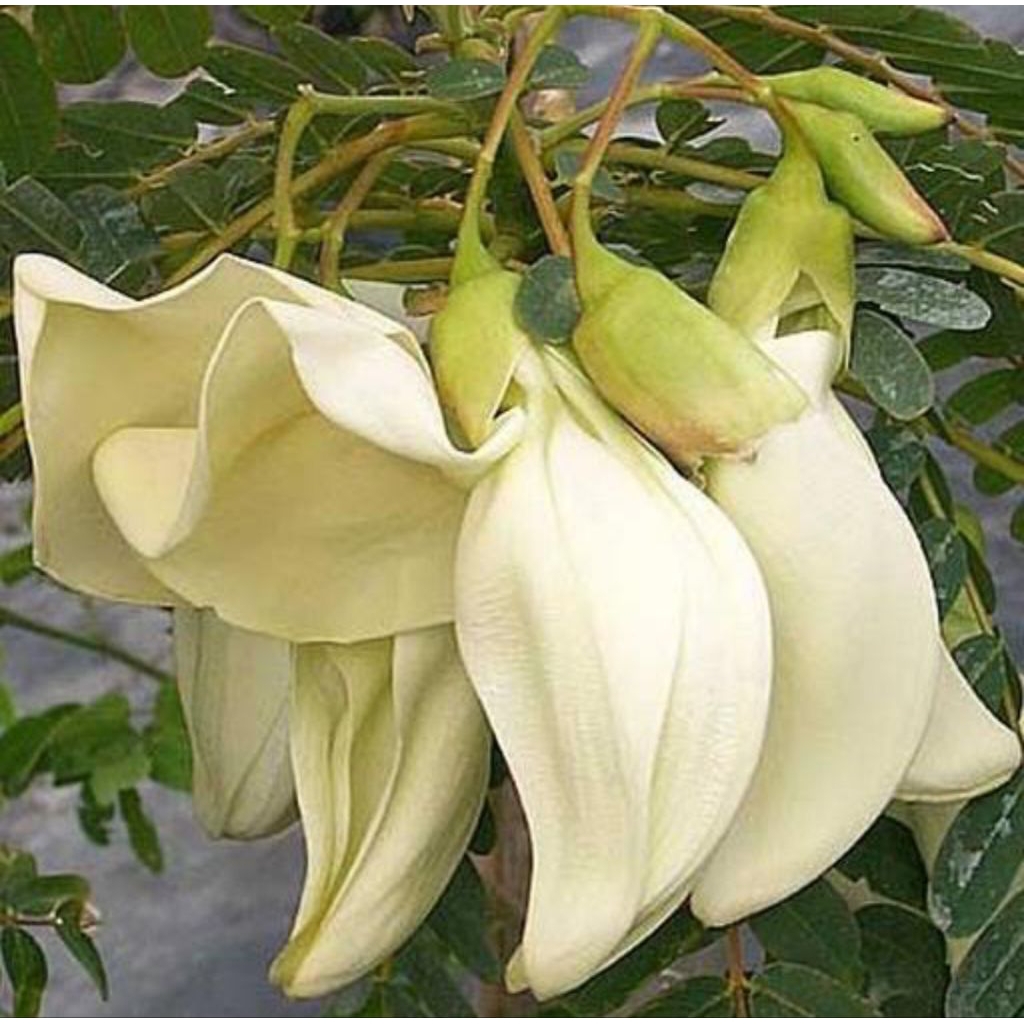 

Kembang Turi Segar Berkualitas_250gr