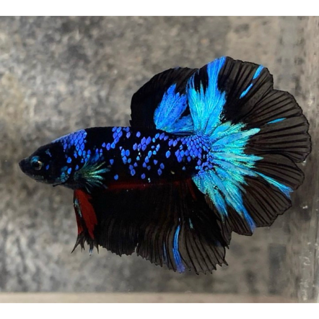 cupang halfmoon avatar istimewa ekor lebar