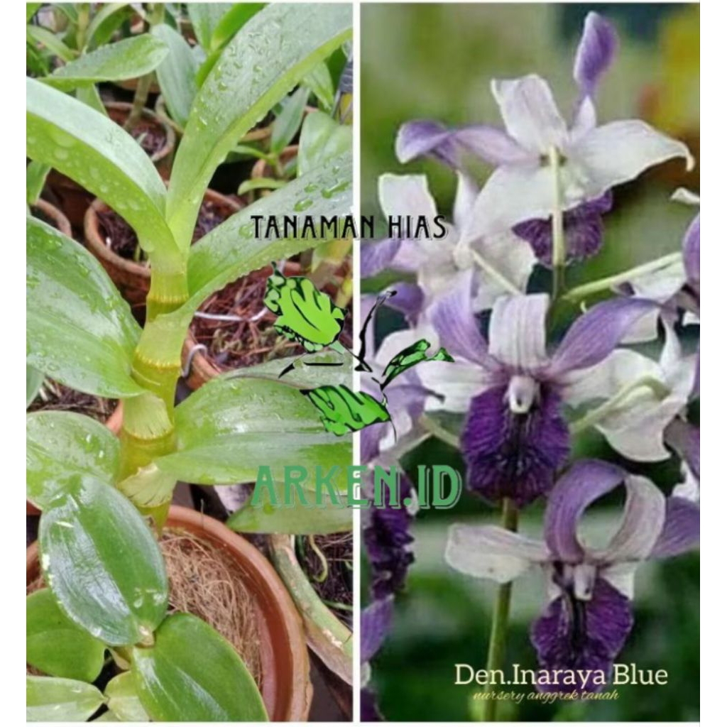 Anggrek Dendrobium Inaraya Blue