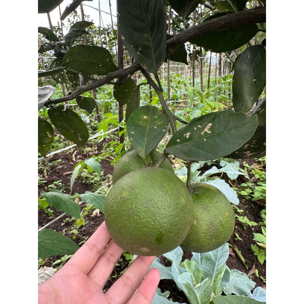 

jeruk baby / jeruk potong 1kg isi 6-10 biji