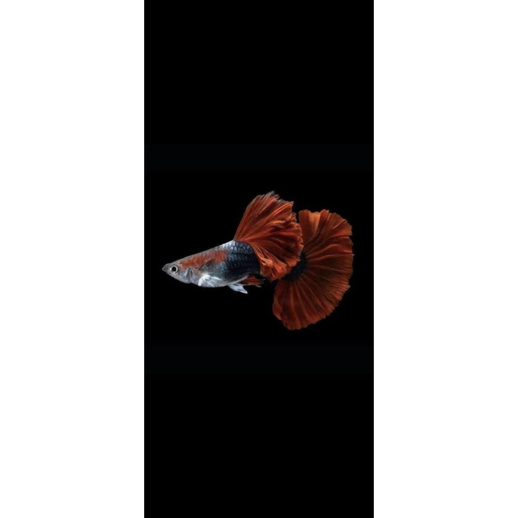 hiasan aquarium sepasng  hb red rosetail siap indukan