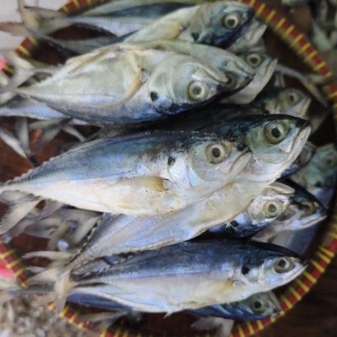 

ikan asin cenceru / ikan asin kotok kering