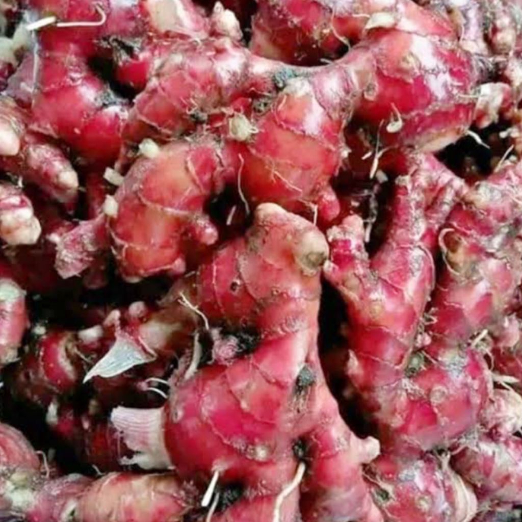 

Jahe Merah 1 Kilogram