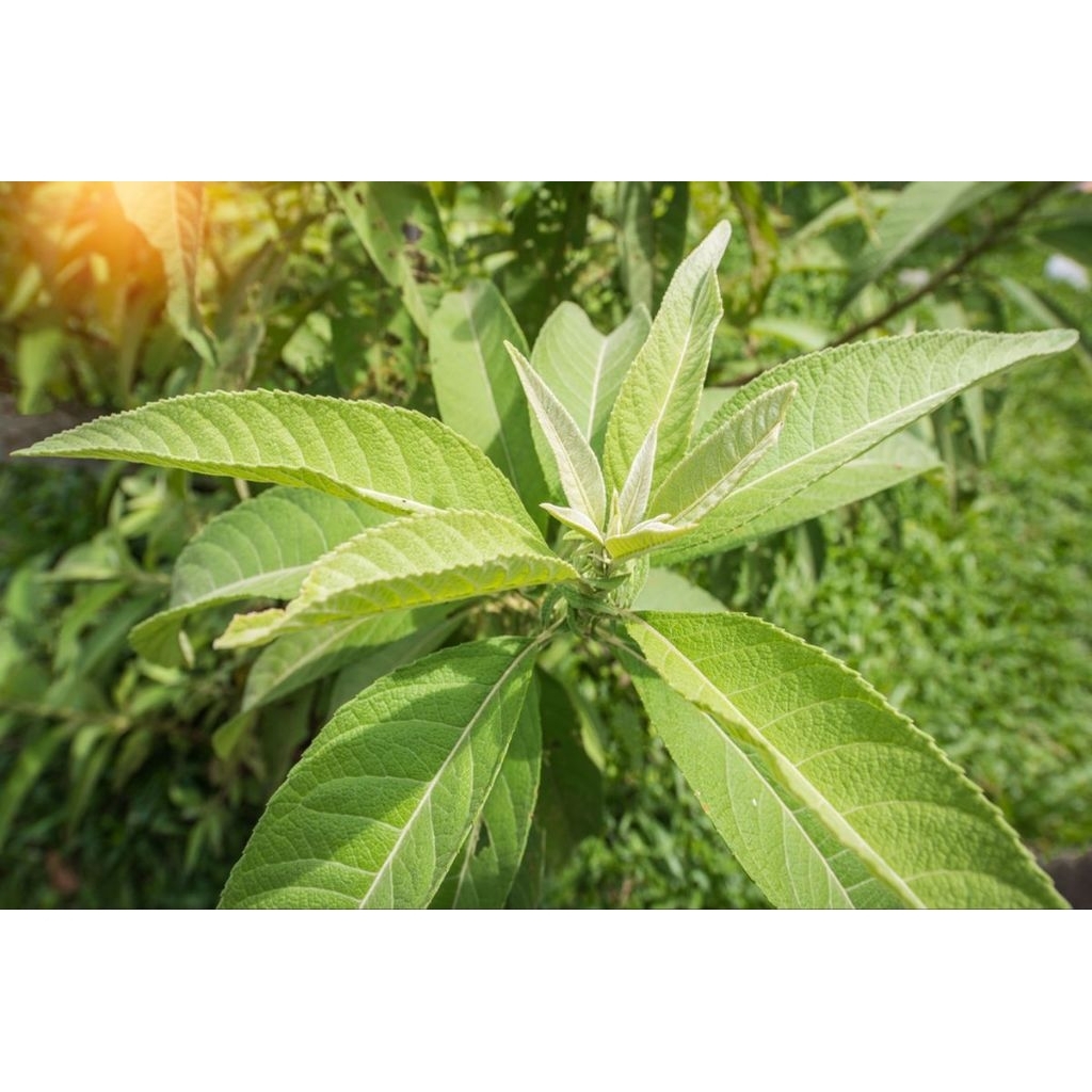 

Daun sembung herbal fress segar - Daun sembung secara perdaun