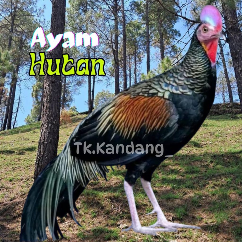 

telur ayam hutan ori bisa untuk di tetaskan