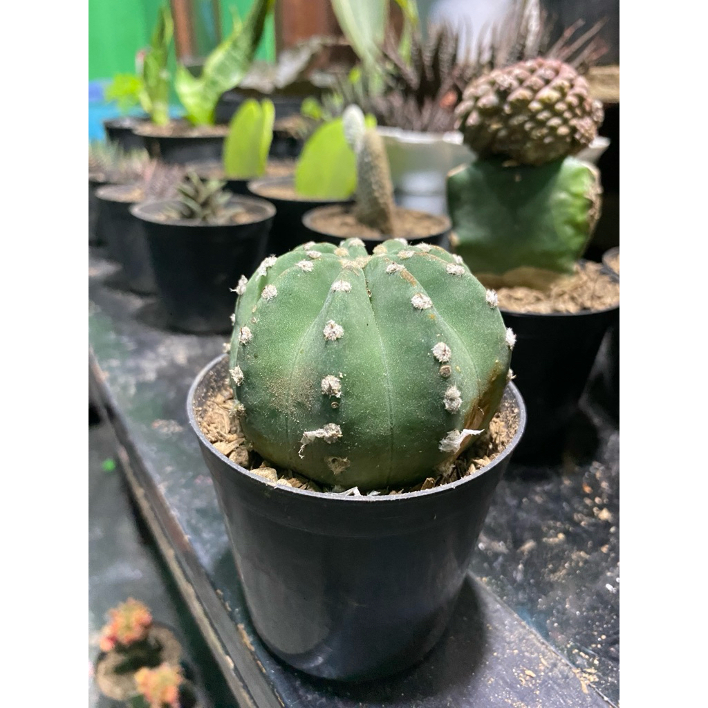 kaktus ownroot