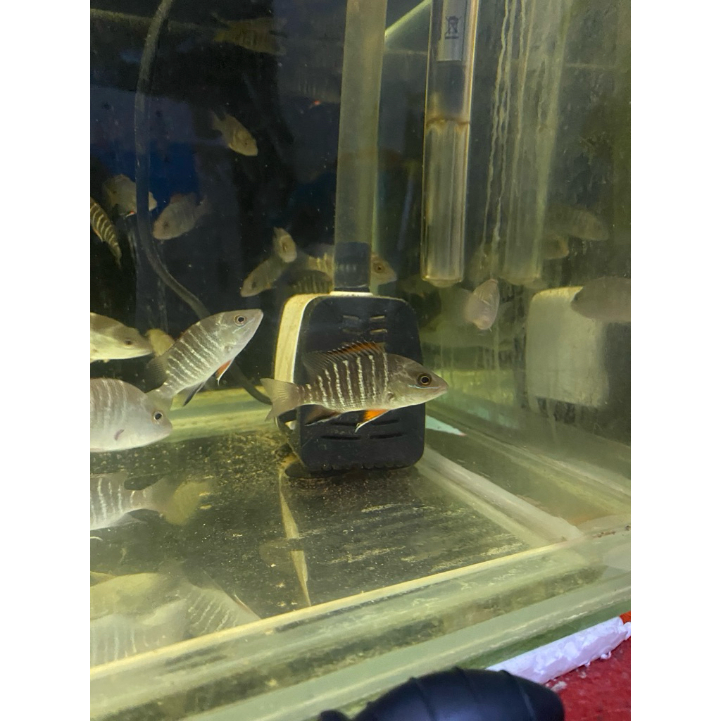 MJ size 8cm air tawar