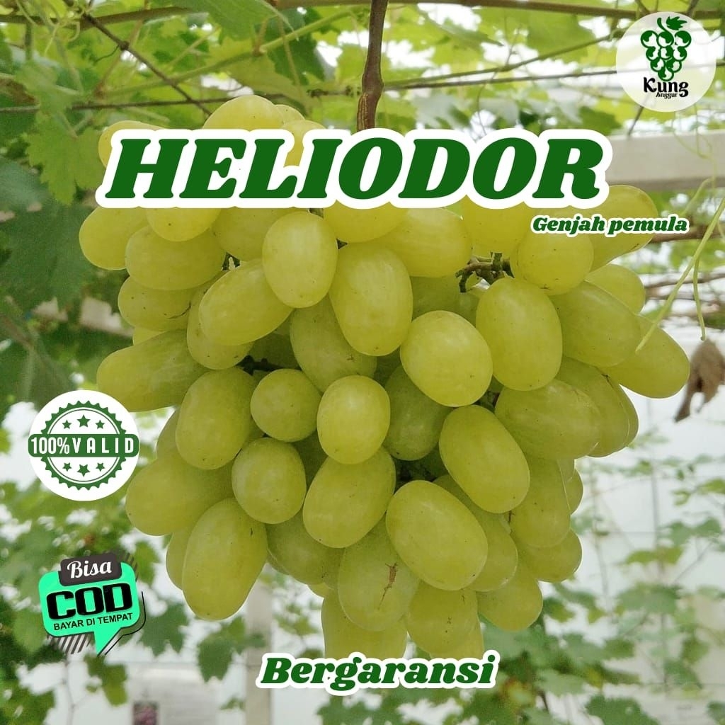 

Bibit Anggur Impor Heliodor Hijau Manis Juicy 100% Valid