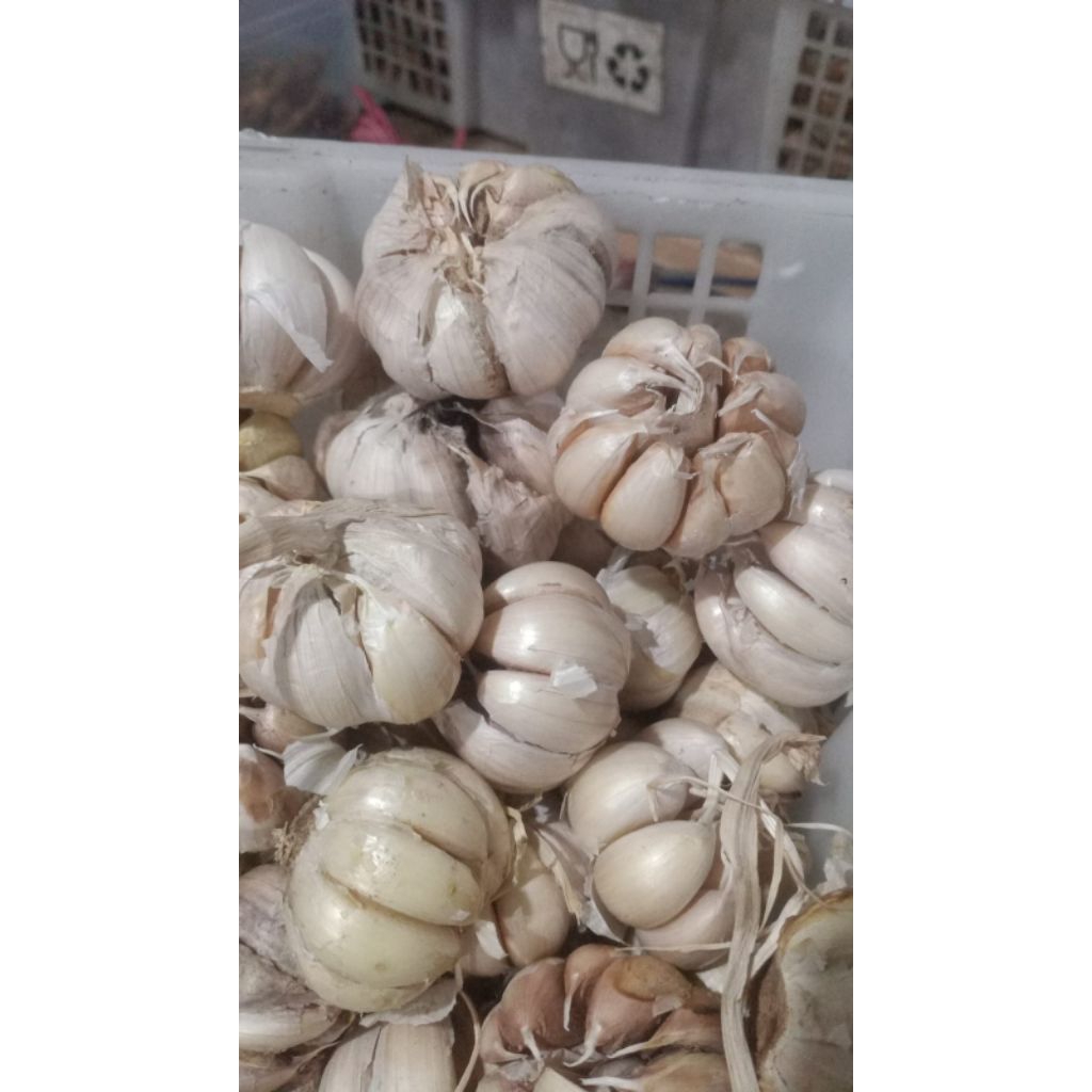 

bawang putih super 1kg