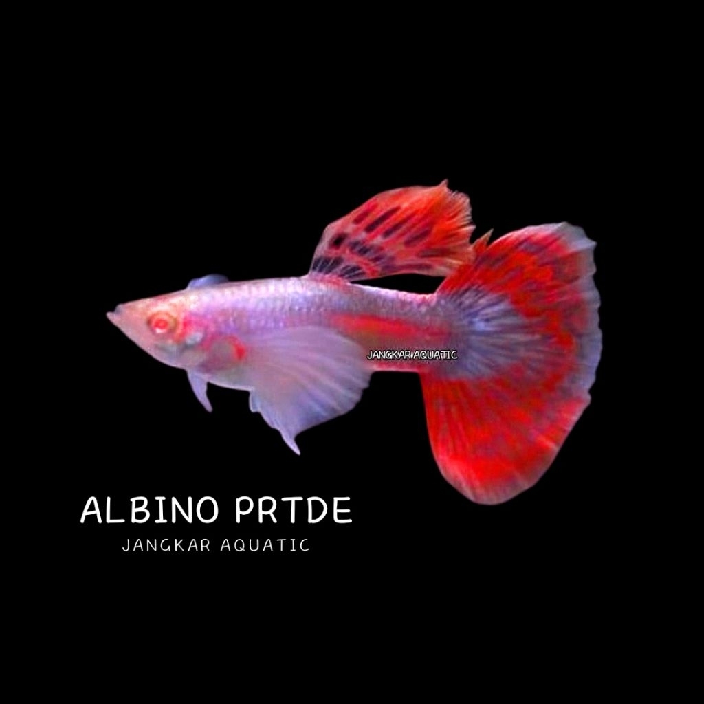 obat ikan guppy - albino prtde