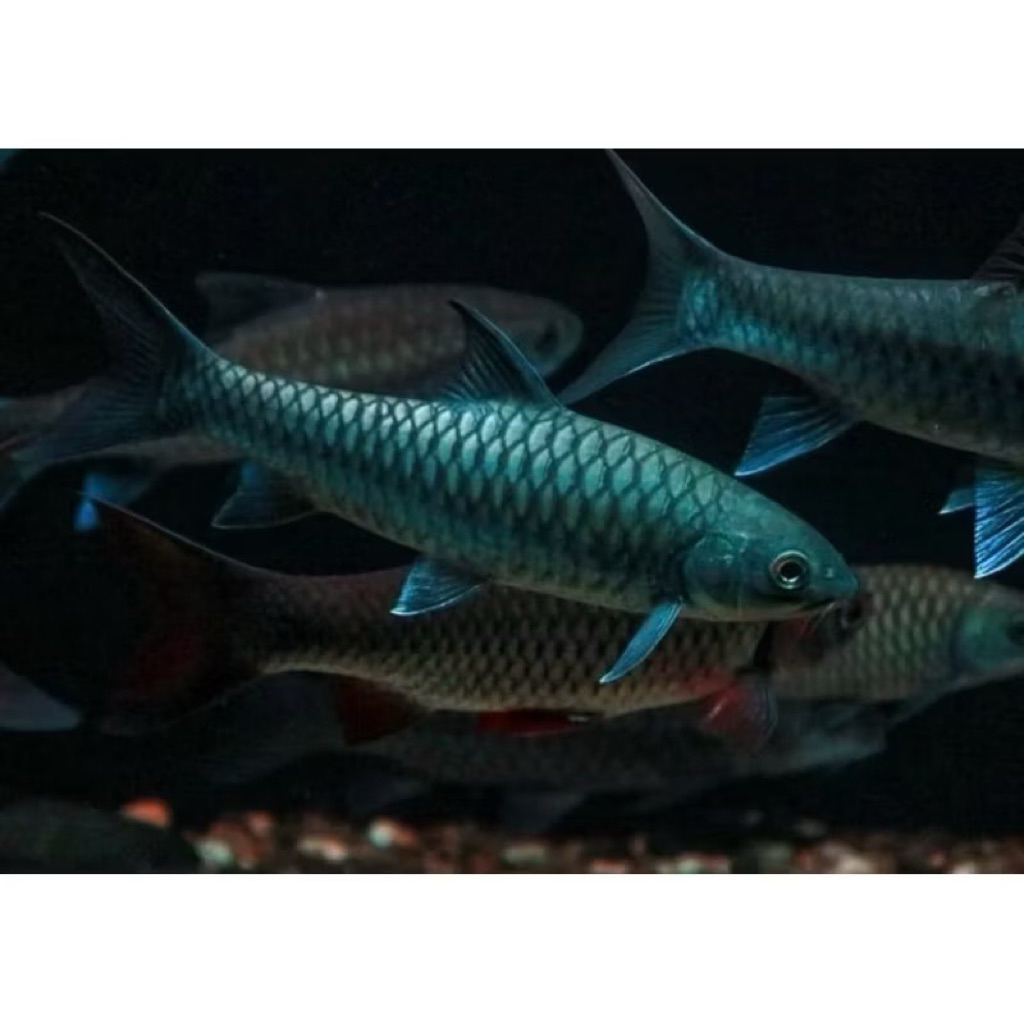 

(stiker) Neo hexa gonolepis blue india 5-7 cm (Promo 200k jadi 190k)